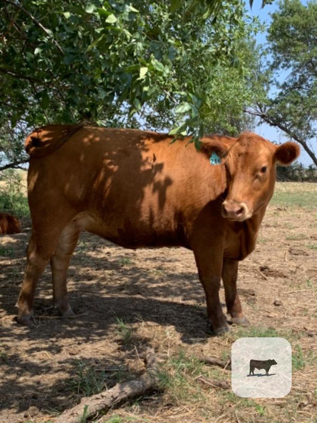 Cattle Range Listing Photo