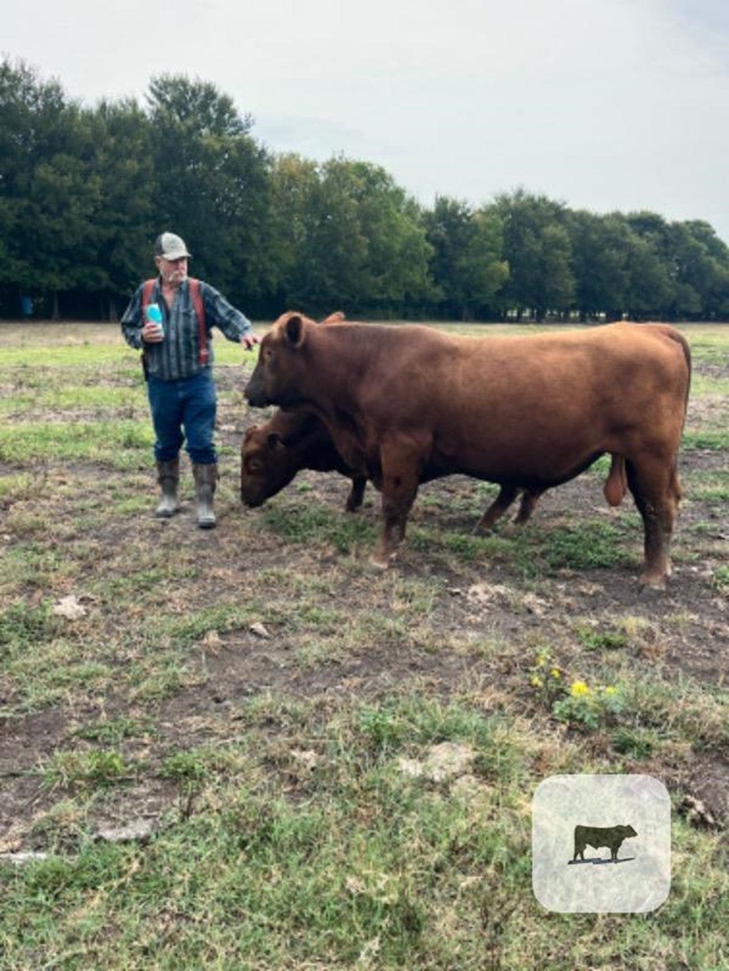 Cattle Range Listing Photo