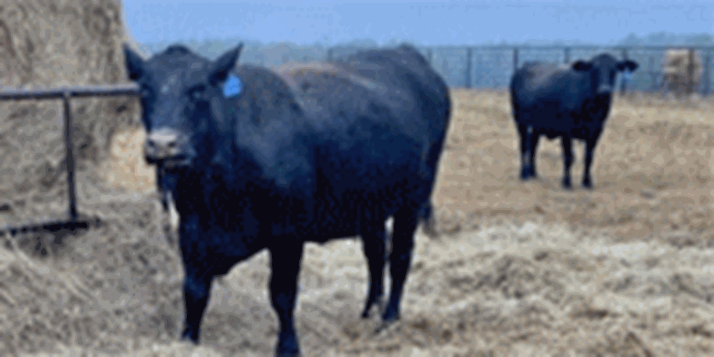 96 Angus, 'BWF', Charolais & Red Angus Cows... Southwest MS