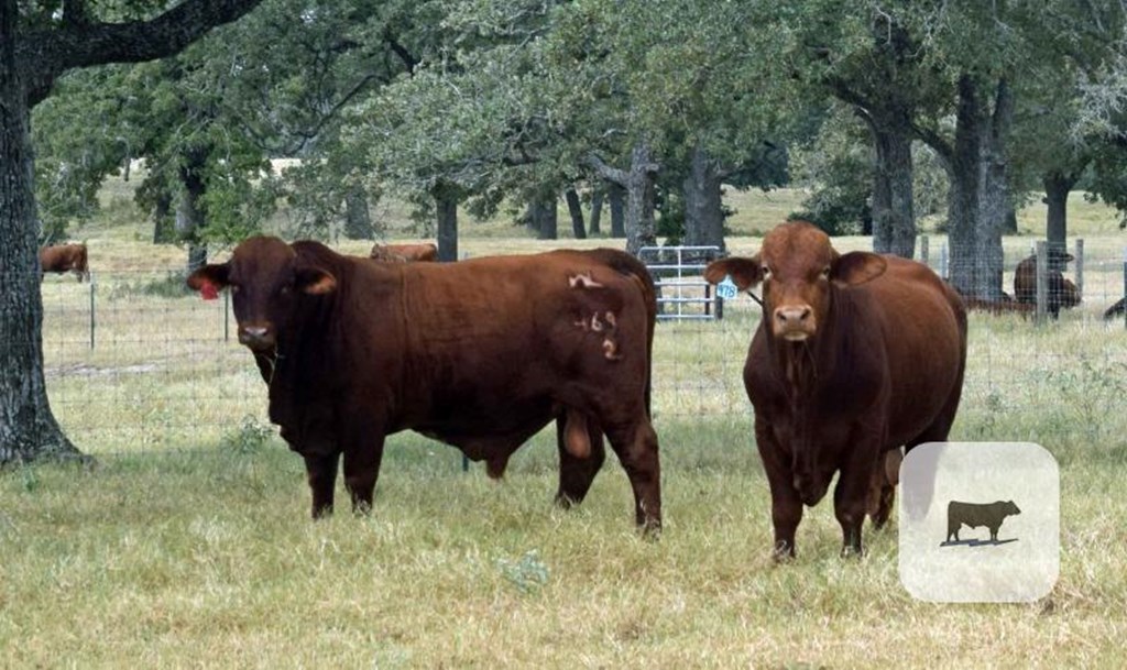 Cattle Range Listing Photo