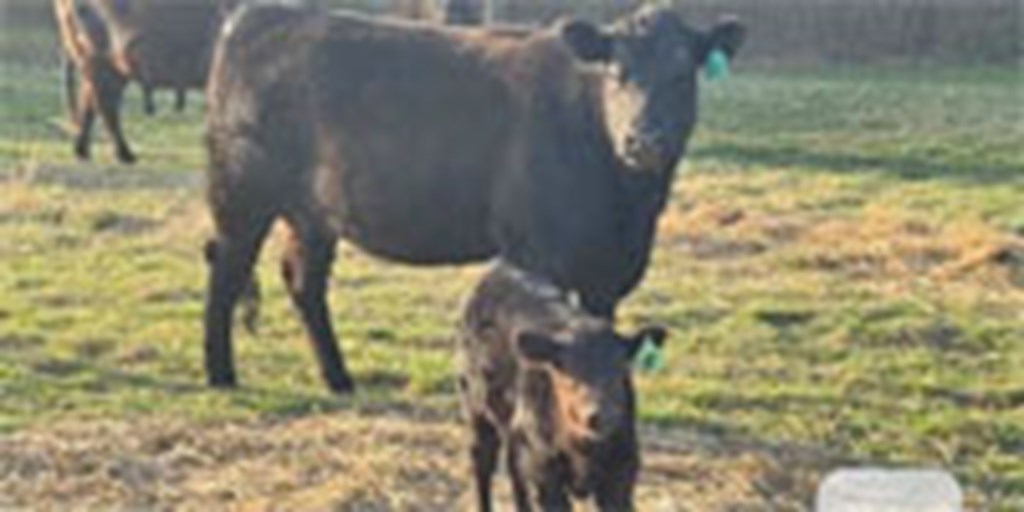 15 Angus 1st-Calf Pairs... Northeast OK