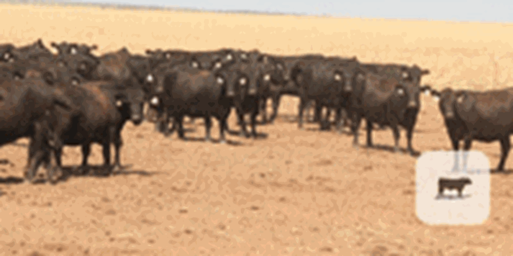 38 Angus Cows... TX Panhandle