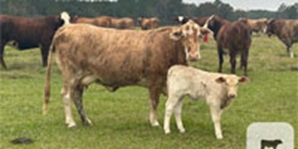 30 Braford/Tigerstripe Cows w/ 7+ Calves... Southwest MS