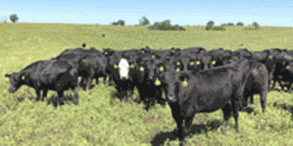 40 Angus & BWF 2nd & 3rd-Cows... Southwest MO