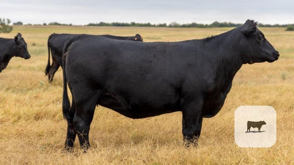 Cattle Range Listing Photo