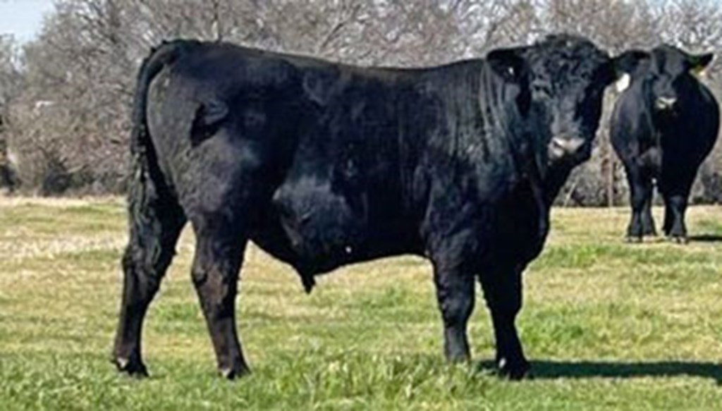 2 Reg. Angus Bulls... North TX