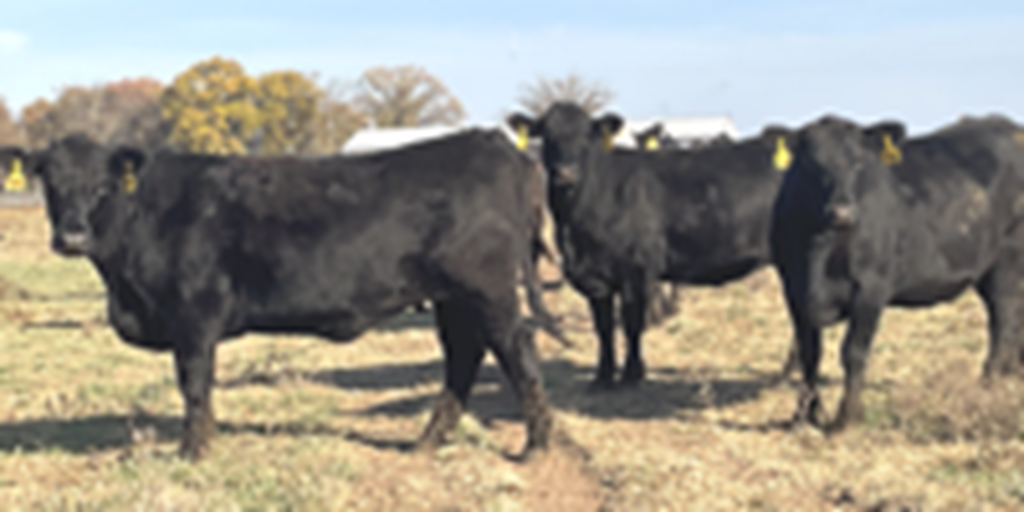 55 Angus & BWF Bred Heifers... Southwest MO