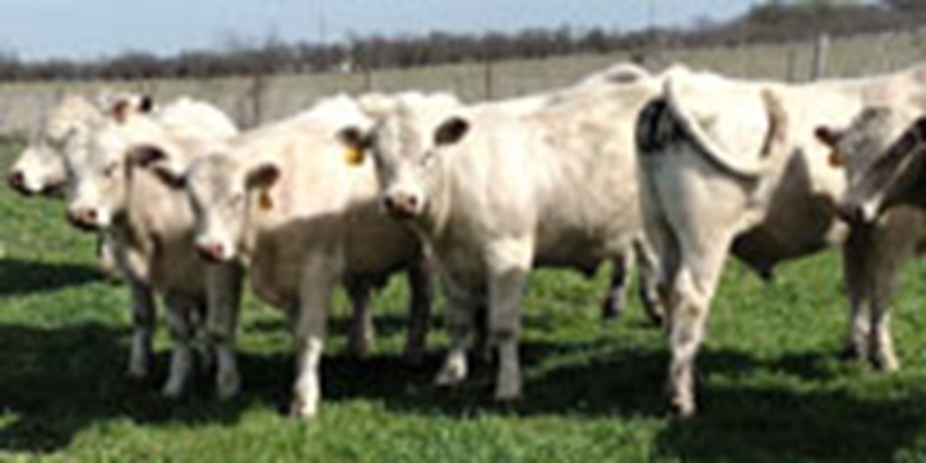 12 Reg. Polled Charolais Bulls... North TX