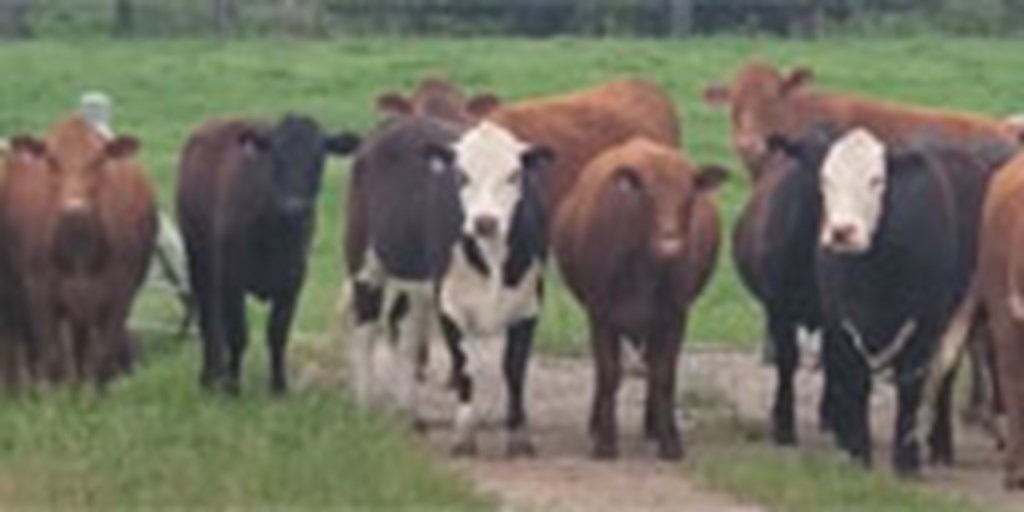 13 Hereford, Black Baldy & Red & Black Limousin Rep. Heifers... North TX