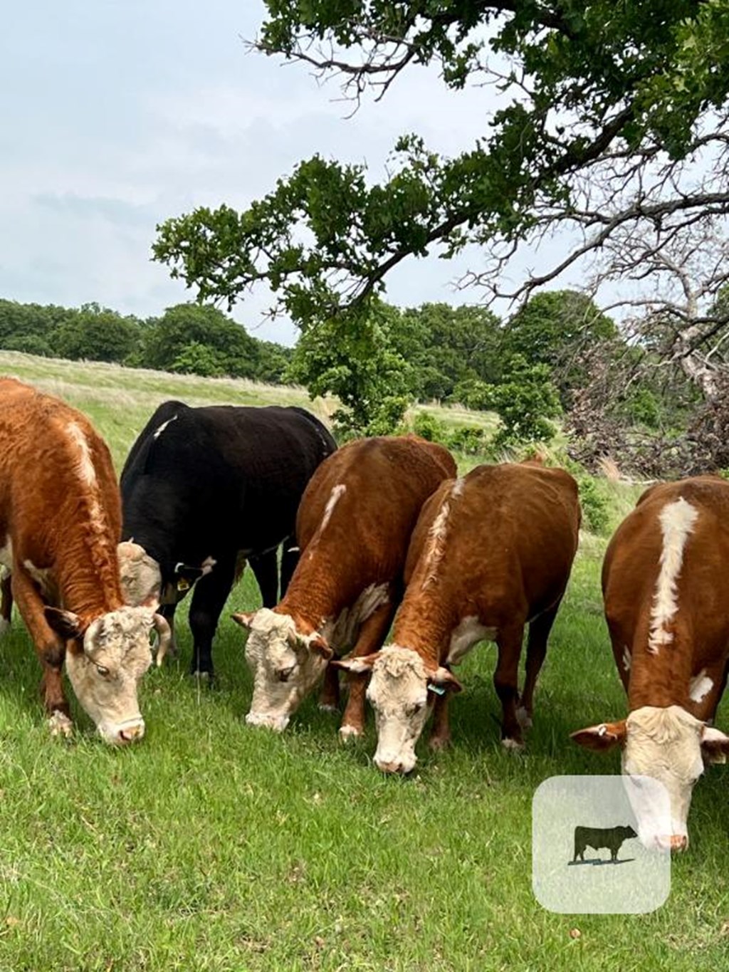 Cattle Range Listing Photo