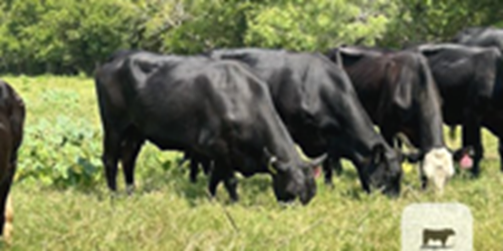 50 Angus Plus & BMF Cows... Central TX