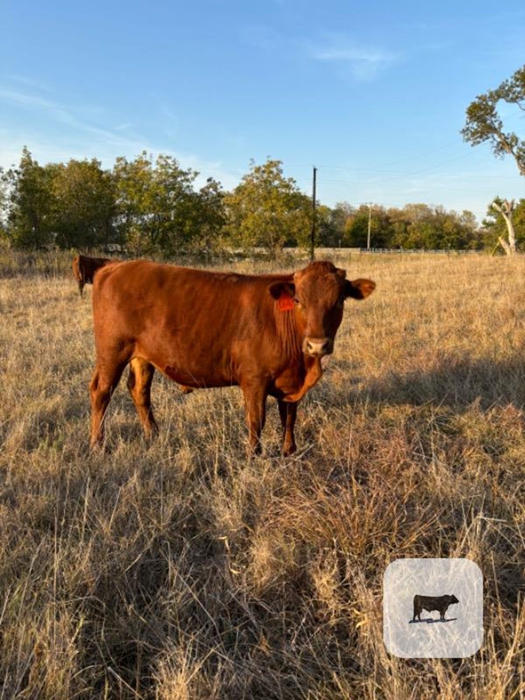 Cattle Range Listing Photo