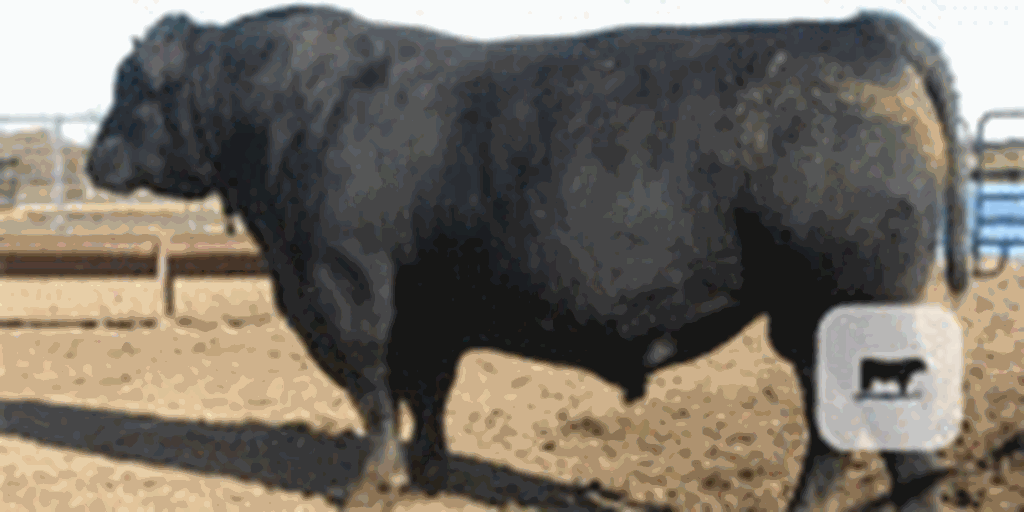 40 Reg. Angus Bulls... E. Central OK