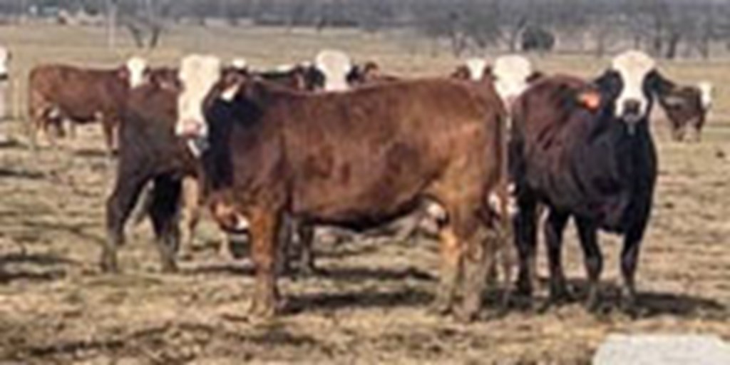 340 Braford/Tigerstripe Cows w/ 120+ Calves ... Northwest AR