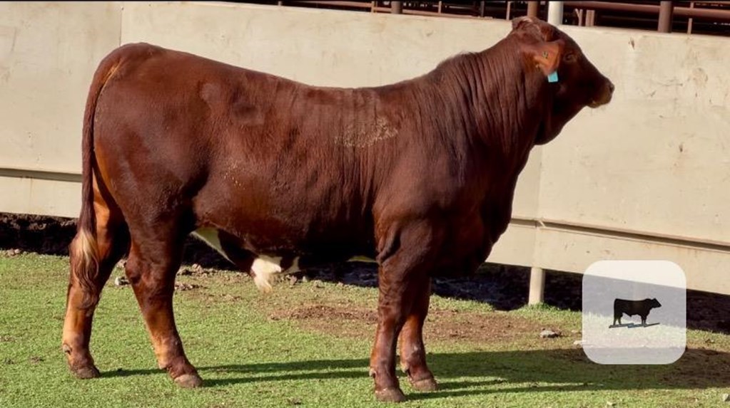 Cattle Range Listing Photo