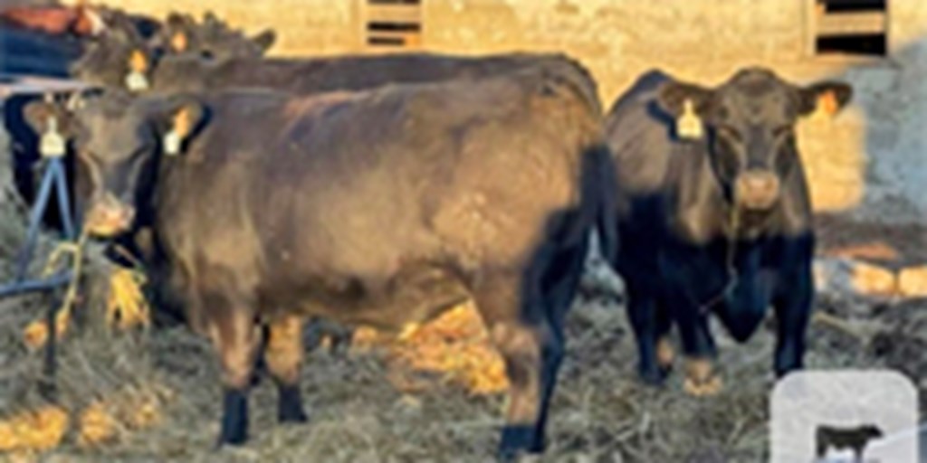 38 Angus & 'BWF' Bred Heifers... Central TN