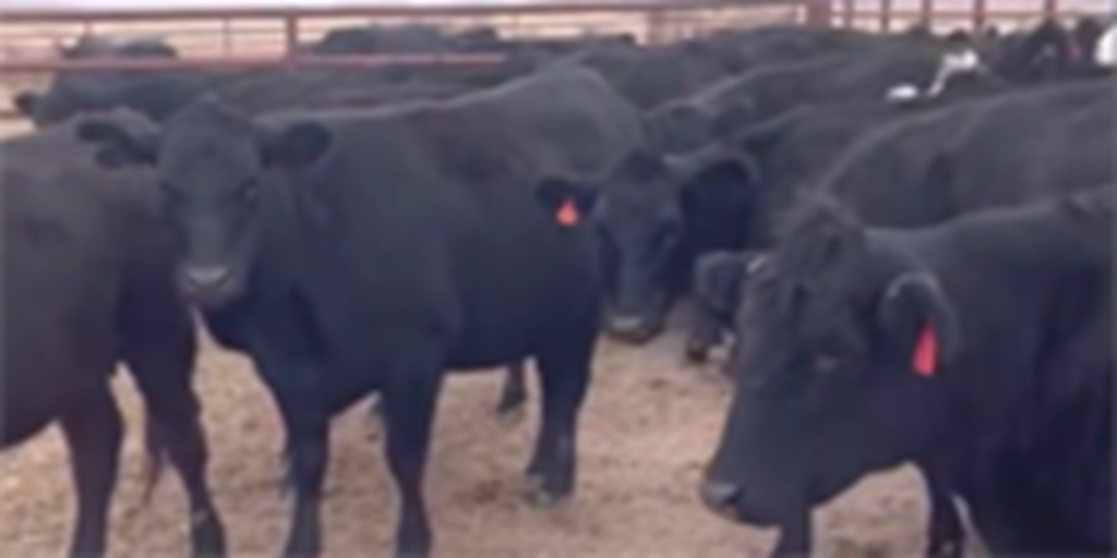 71 Angus & BWF Cows... TX Panhandle