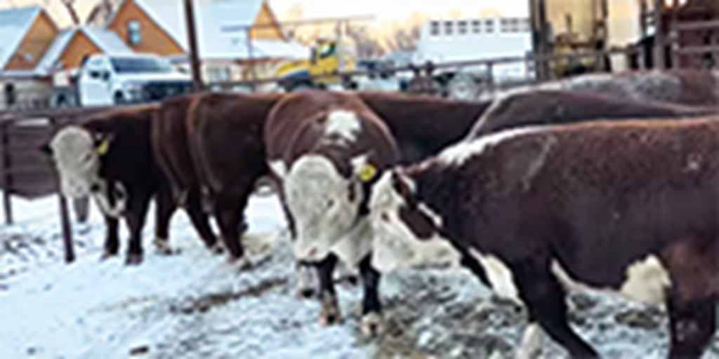 12 Hereford Bulls... Southwest MO