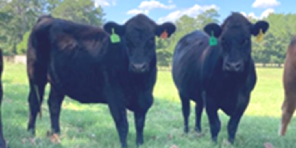 11 Limousin & LimFlex Bred Heifers... East TX