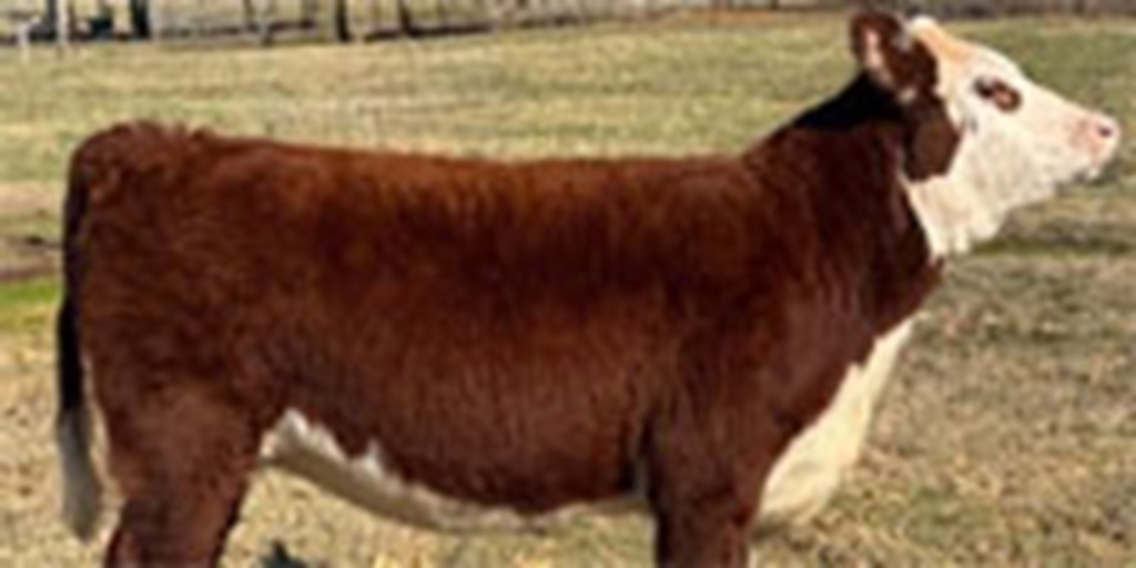 2 Reg. Hereford Rep. Heifers... W. Central AR