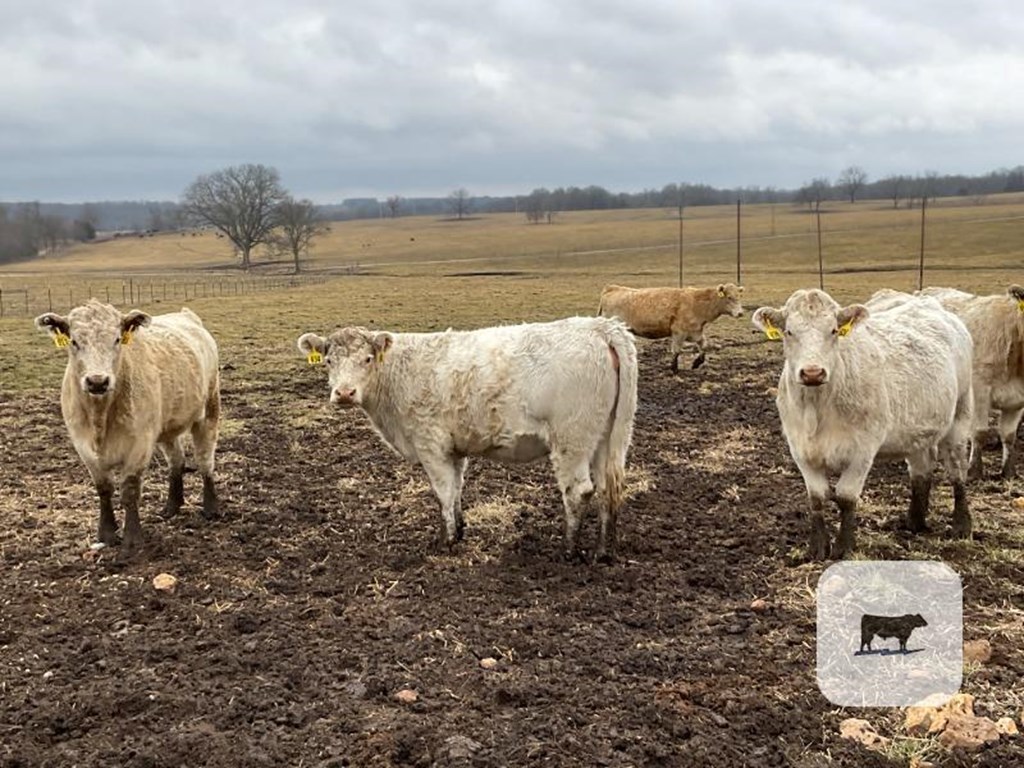 Cattle Range Listing Photo