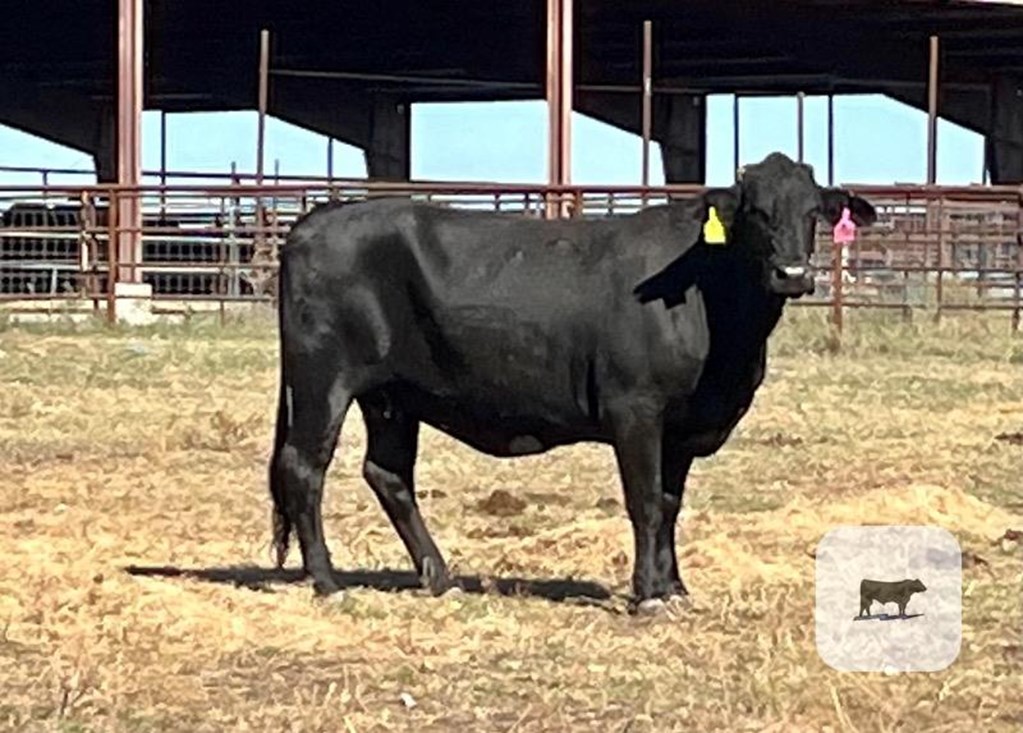 Cattle Range Listing Photo