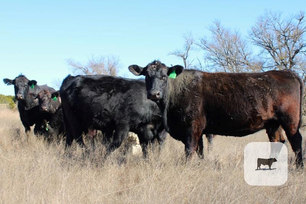 Cattle Range Listing Photo