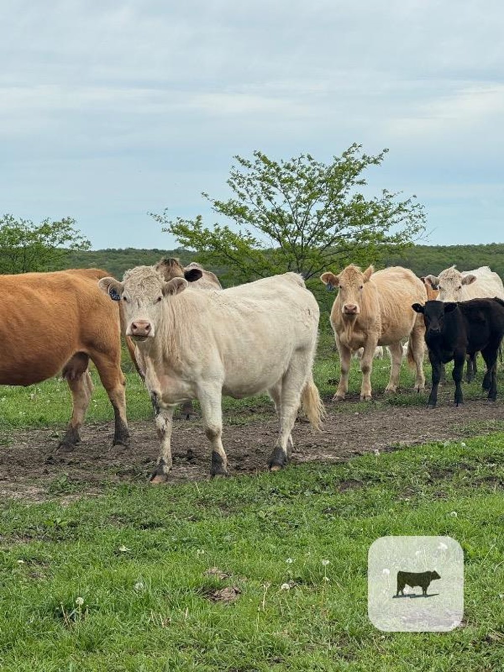 Cattle Range Listing Photo