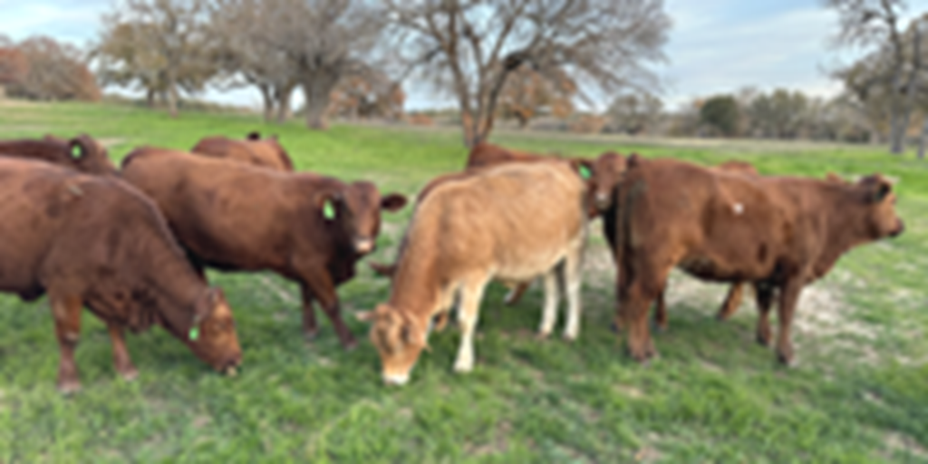14 Beefmaster Bred Heifers... Central TX