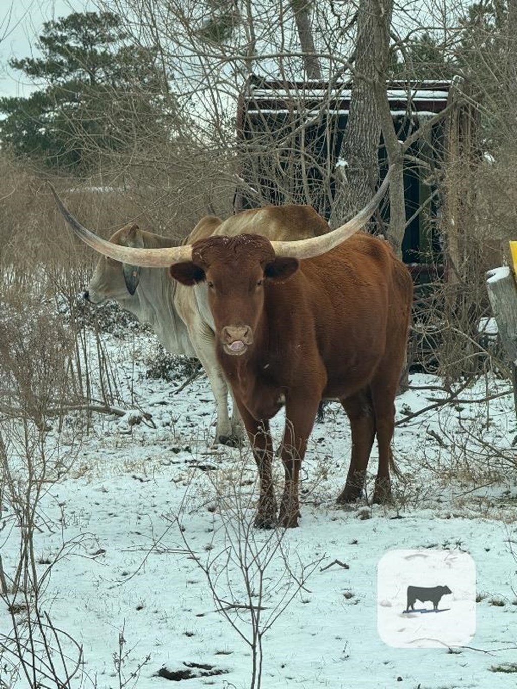 Cattle Range Listing Photo