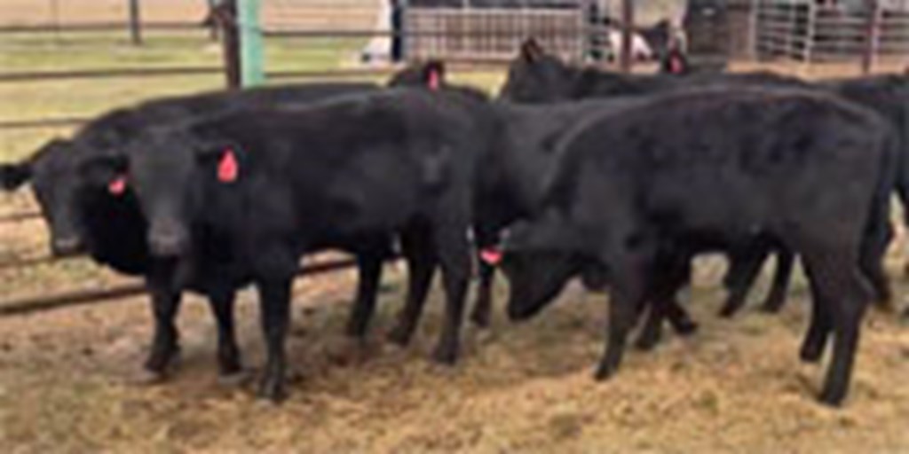 11 Brangus Rep. Heifers...  South TX