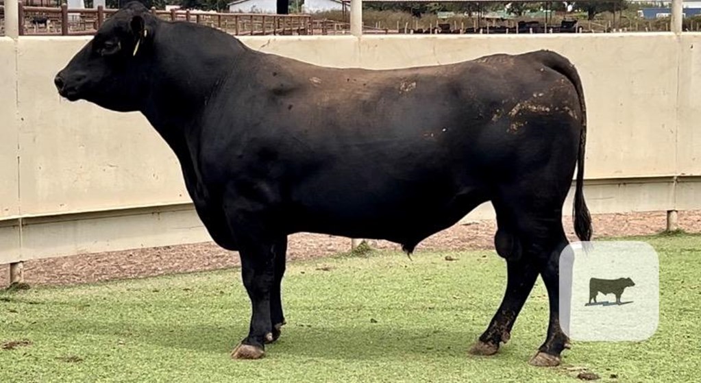 Cattle Range Listing Photo