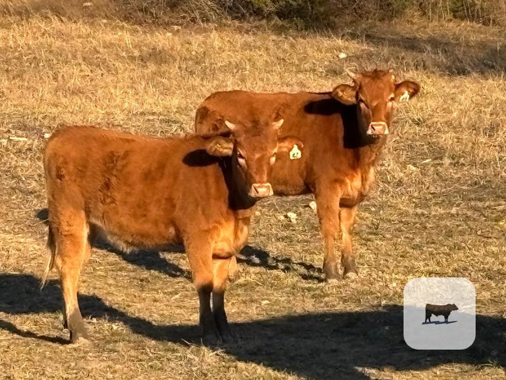 Cattle Range Listing Photo