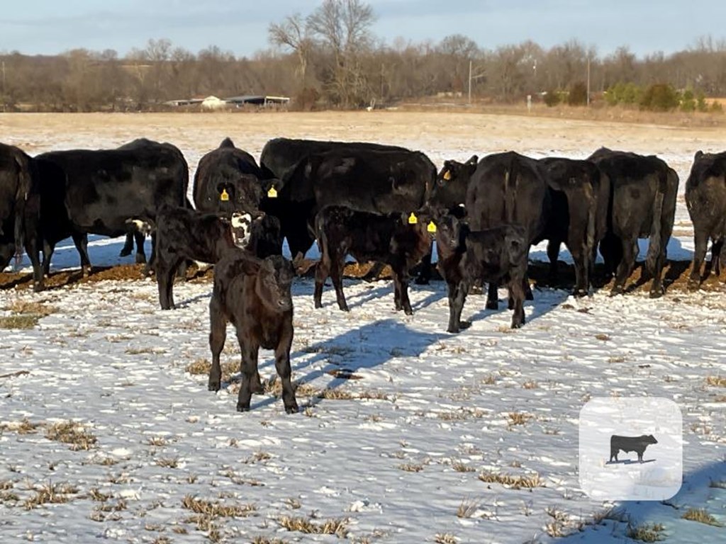 Cattle Range Listing Photo