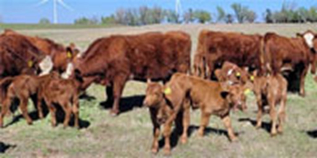 30 F1 Red Angus/Hereford Baldy 1st-Calf Pairs... Central OK