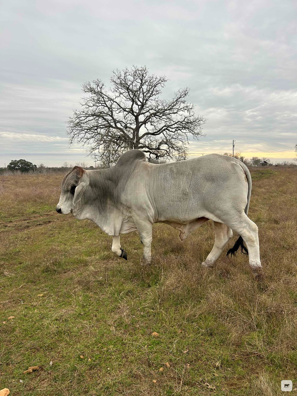 Cattle Range Listing Photo