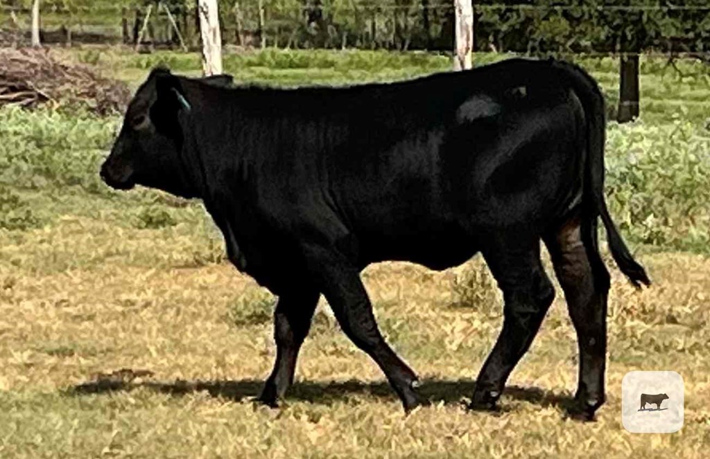 Cattle Range Listing Photo