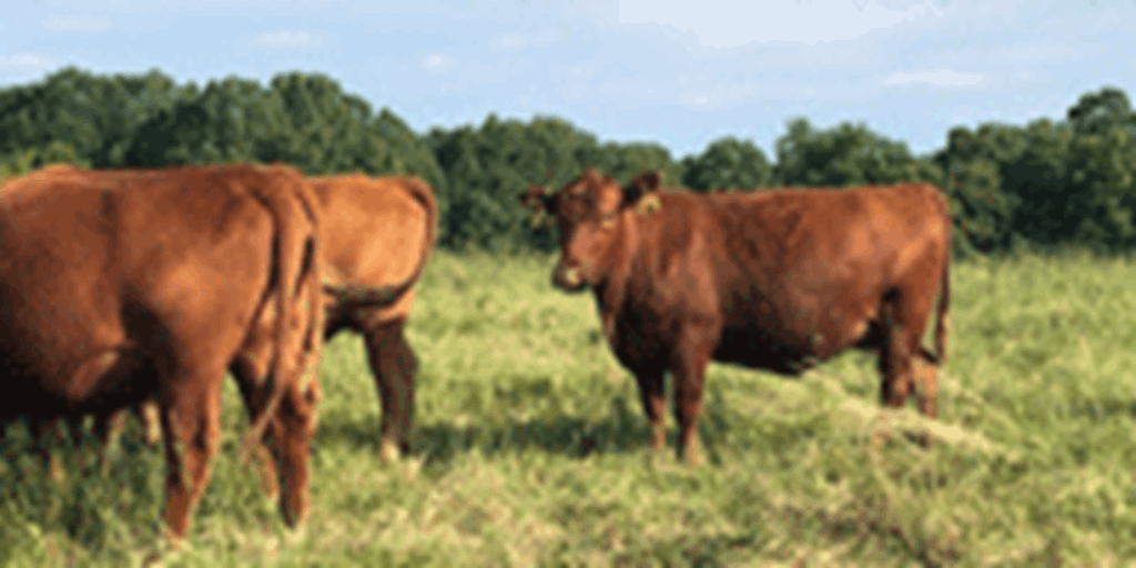 45 Red Angus Cows... Northeast AR