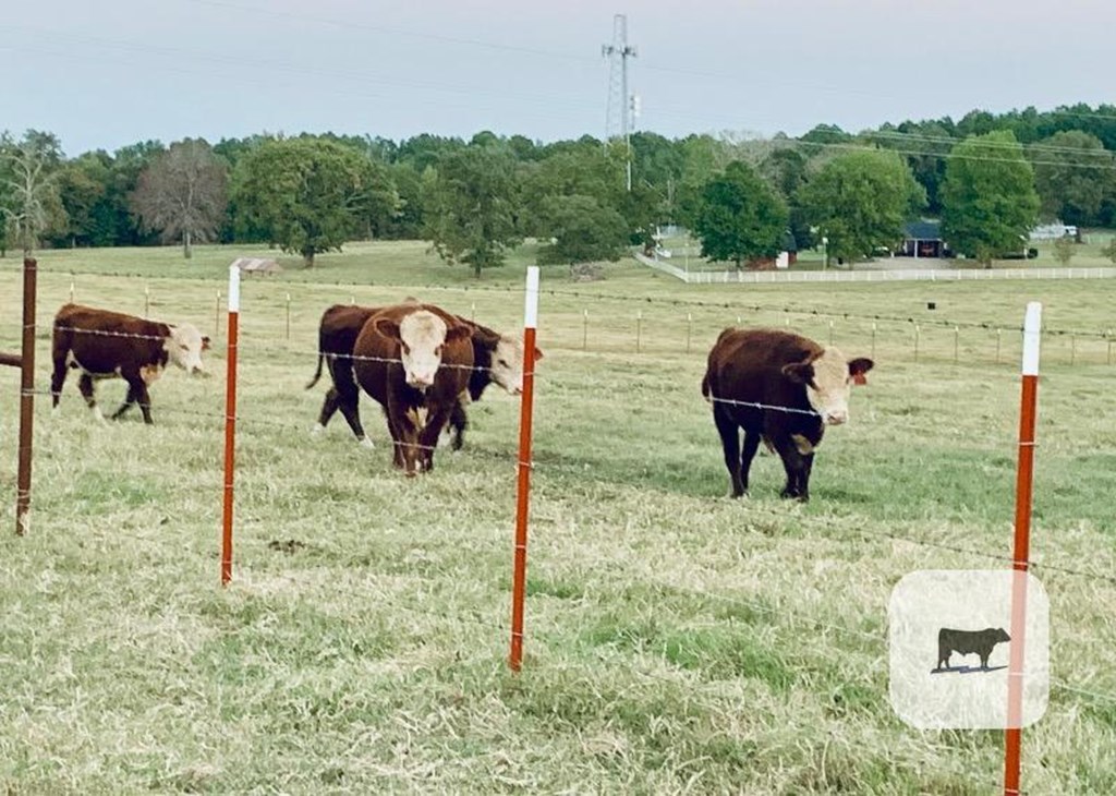 Cattle Range Listing Photo