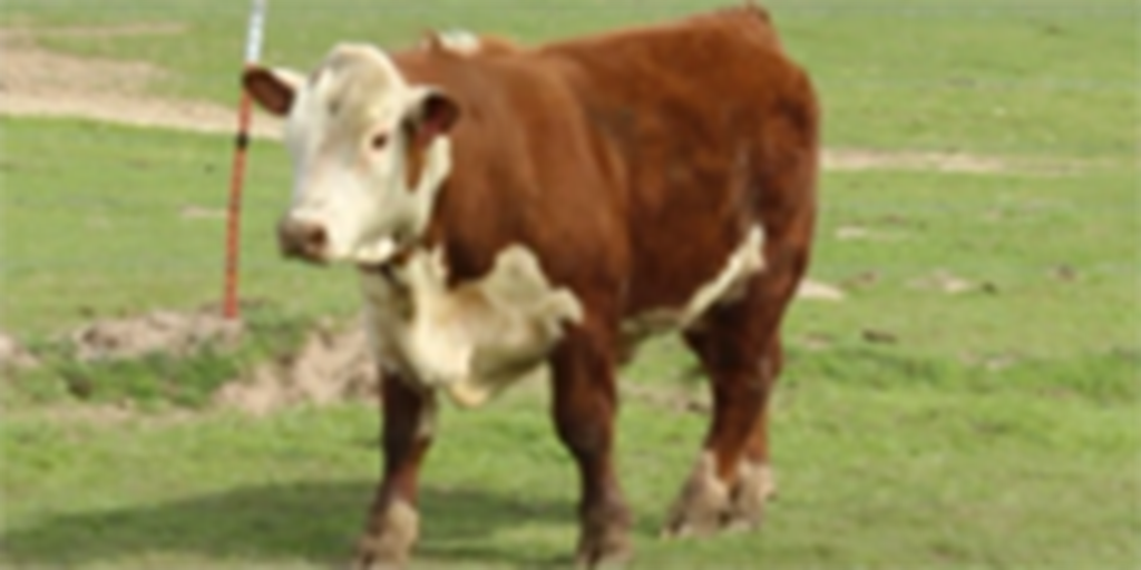 10 Reg. Polled Hereford Bulls... Central OK