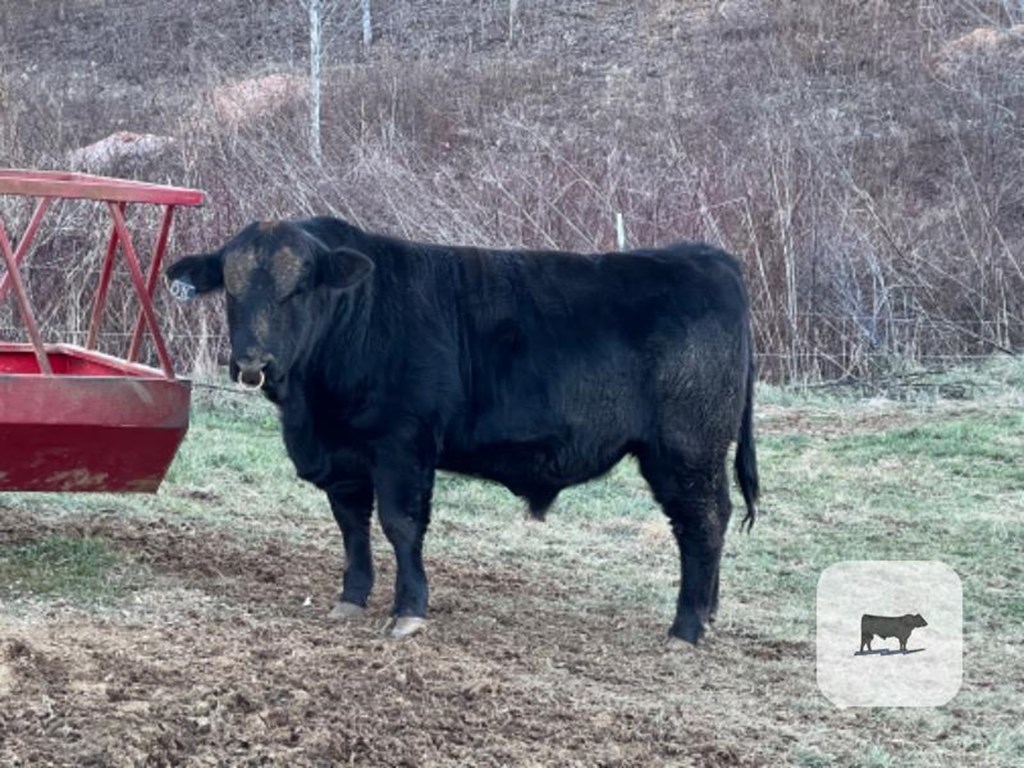 Cattle Range Listing Photo