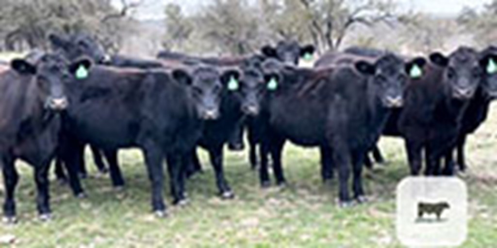 26 Angus Bred Heifers... Central TX