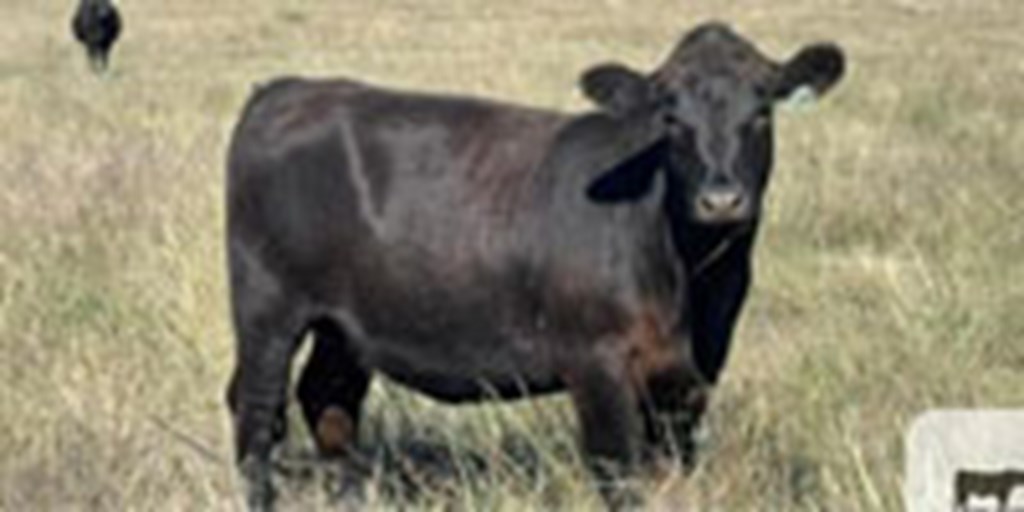 60 Angus Bred Heifers... Southeast CO