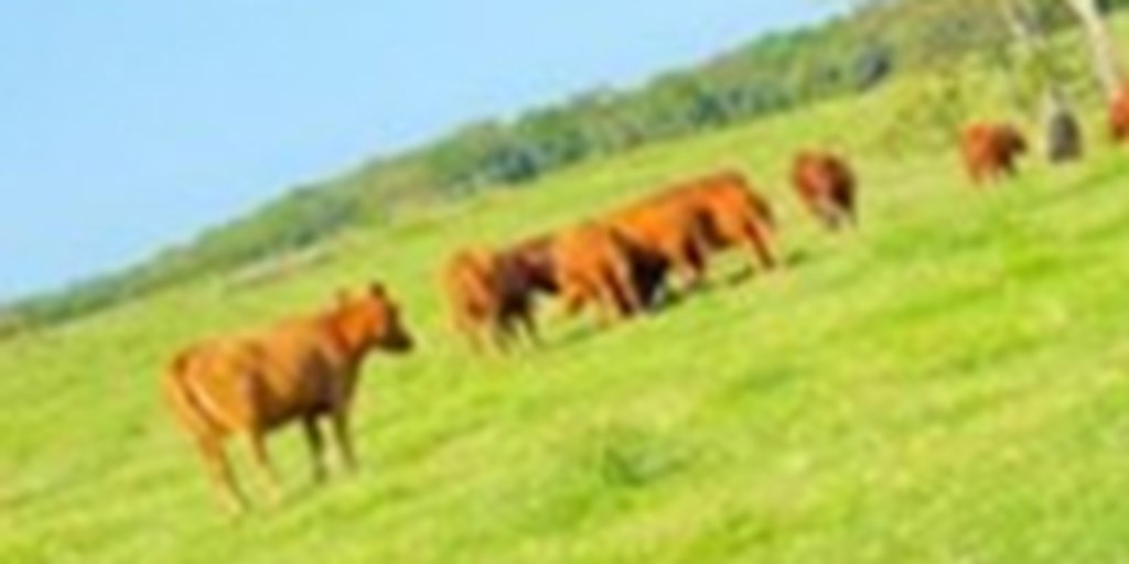 4 Red Angus 1st-Calf Pairs... N. Central AR