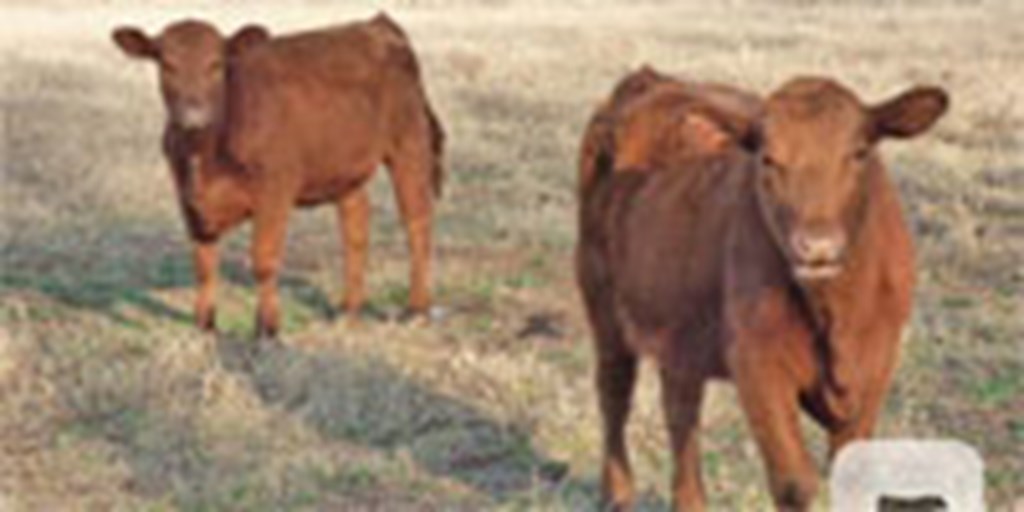 20 Red Angus Rep. Heifers... S. Central TX