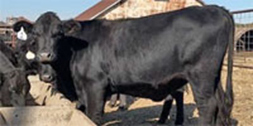 20 Angus Bred Heifers... N. Central OK