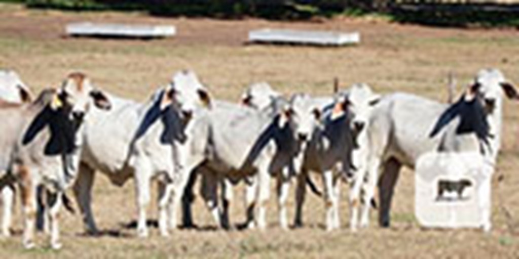 30 Reg. Brahman Rep. Heifers... Southeast TX