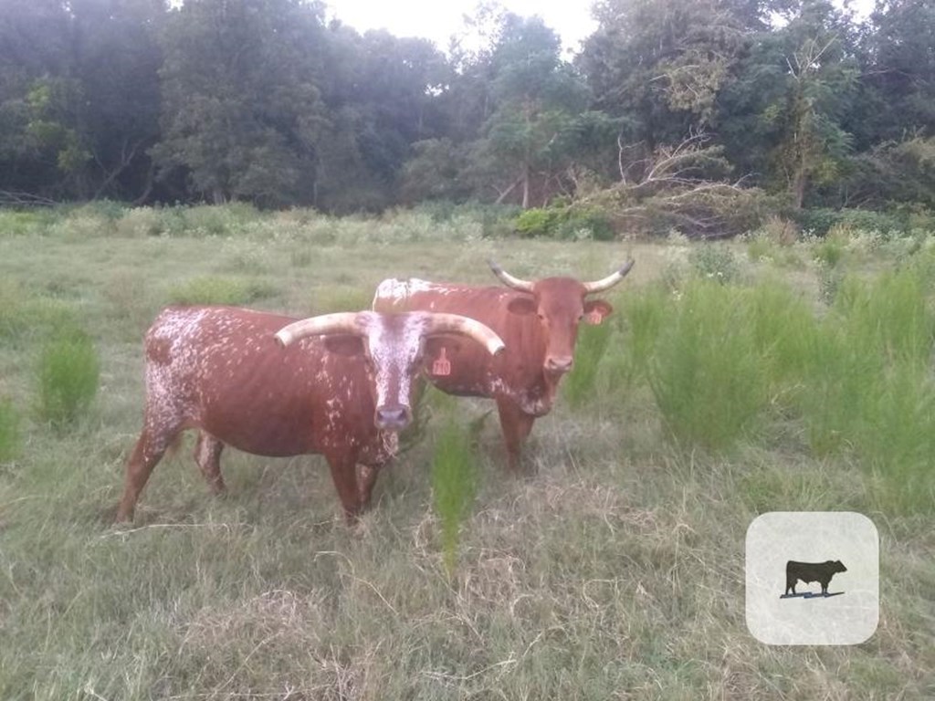 Cattle Range Listing Photo