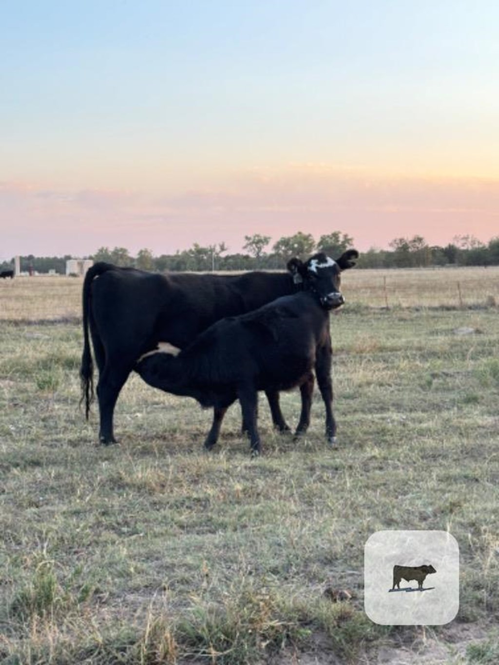 Cattle Range Listing Photo