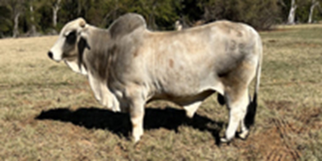 1 Reg. Brahman Bull... Northeast TX